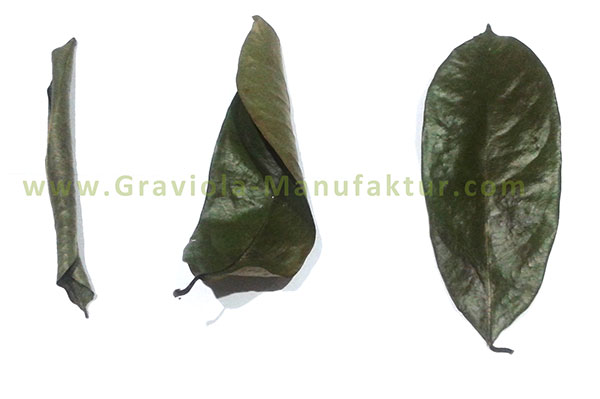 verschiedene Reifegrade von Graviola-Blättern